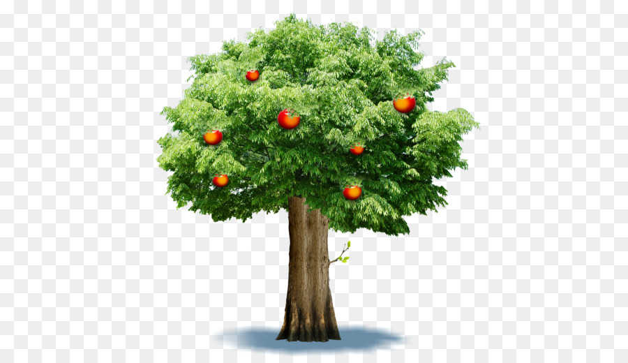 Arbre Fruitier，Fruits PNG