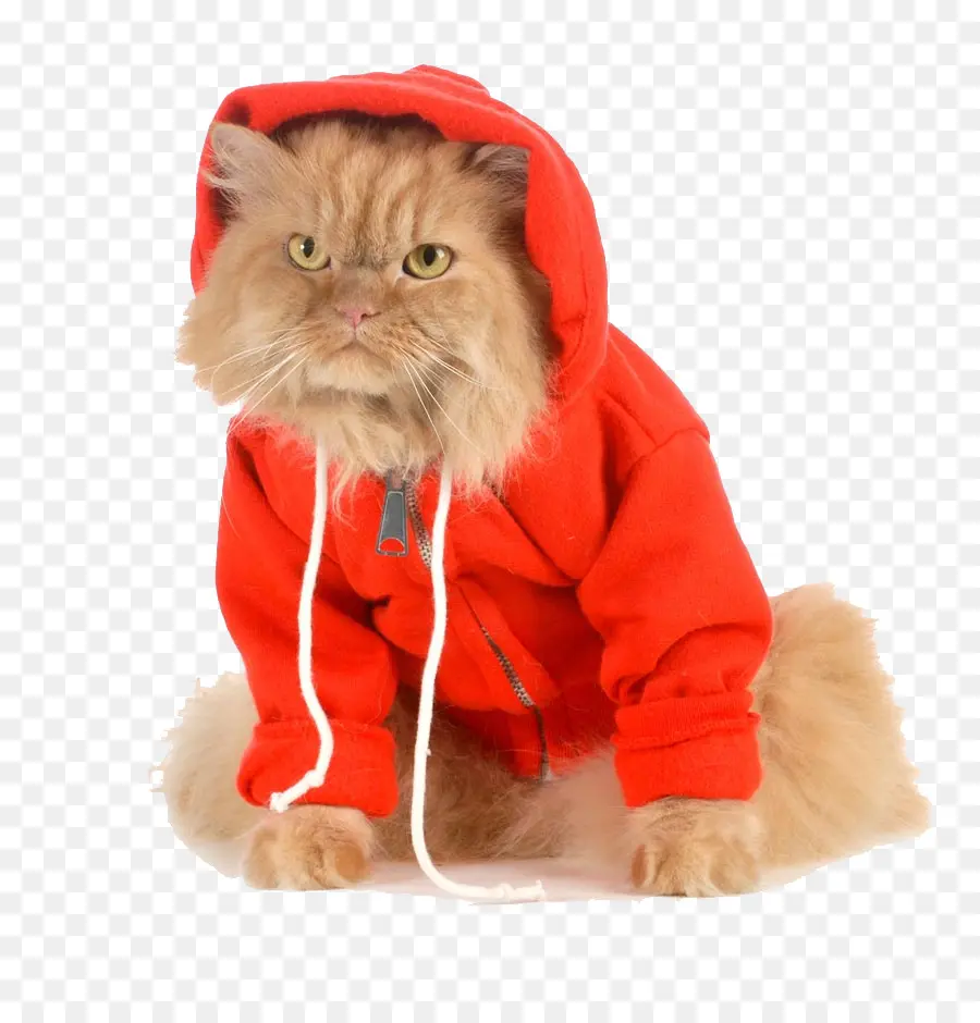 Chat，Capuche PNG