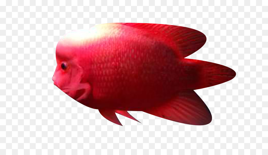 Gros Plan，Les Poissons PNG