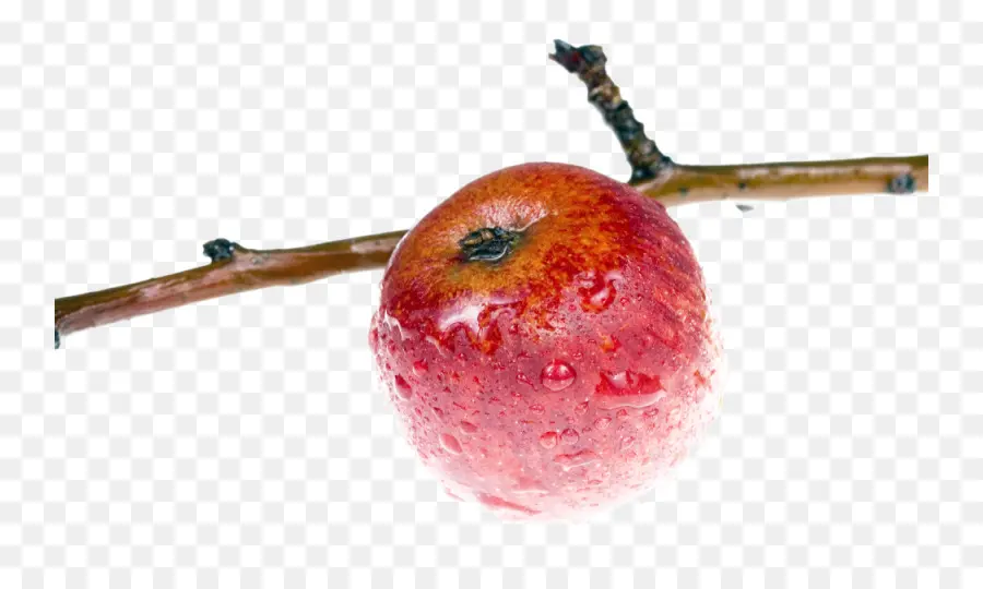 Pomme，Branche PNG