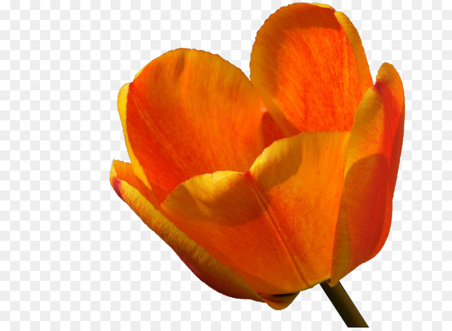 Tulip，Gros Plan PNG