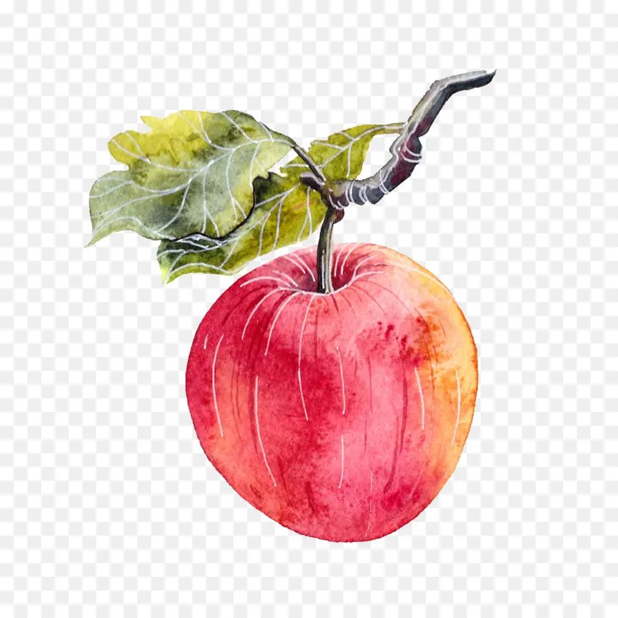 Pomme Aquarelle，Pomme PNG