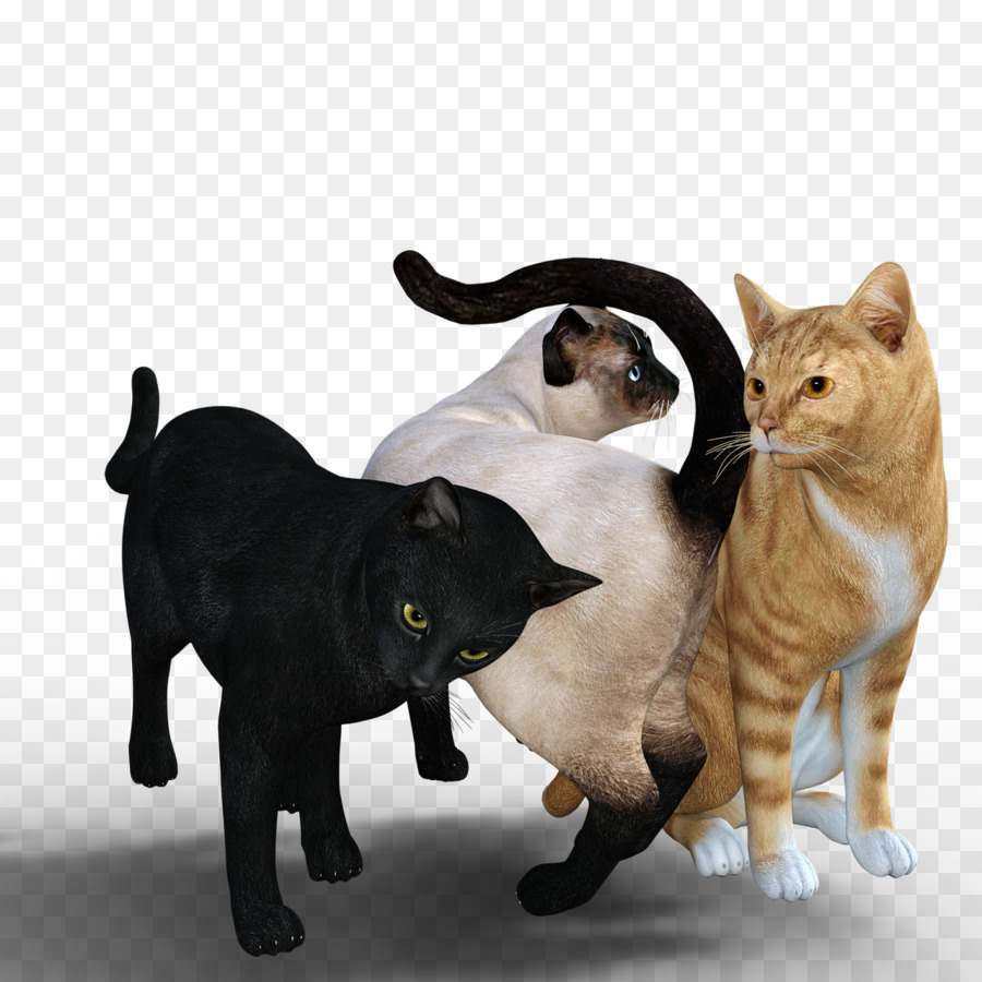 Trois Chats，Noir PNG