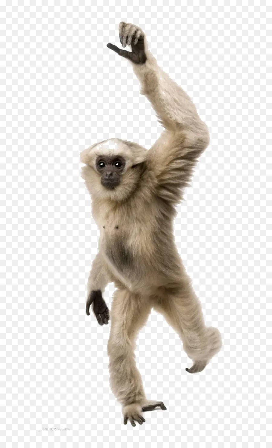 Gibbon Pilé，Gorille PNG