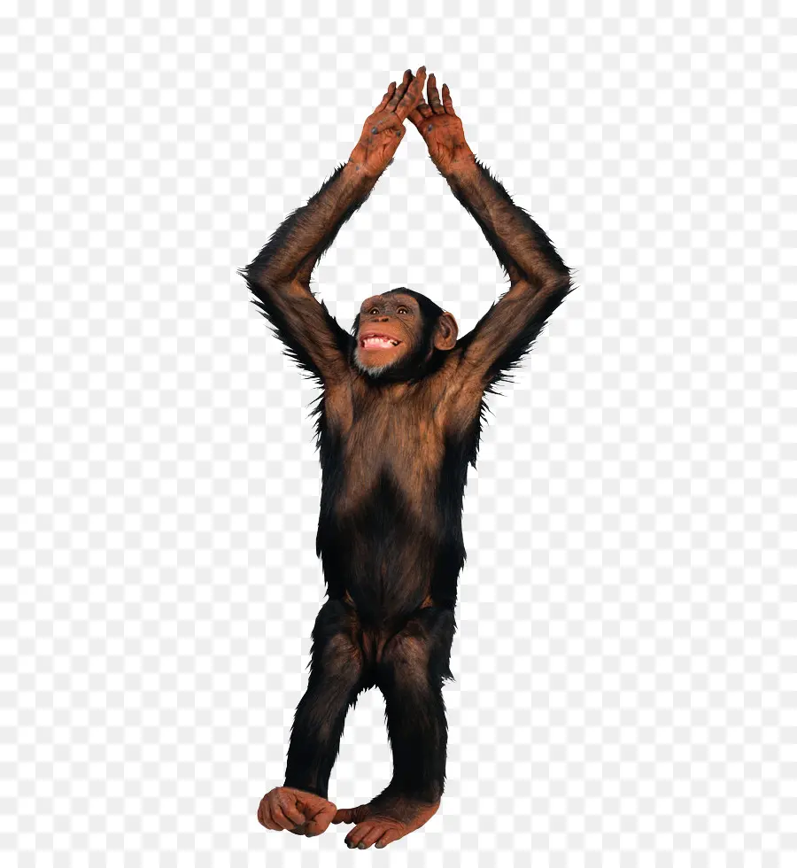 Singe，Chimpanzé PNG