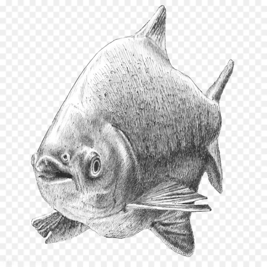 Poisson Noir Et Blanc，Aquatique PNG