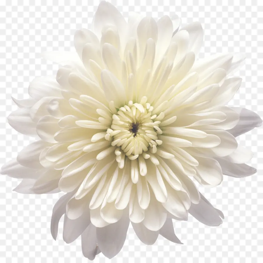 Chrysanthemum Xd7grandiflorum，Fleur PNG