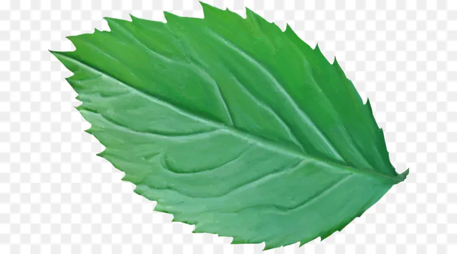 Feuille Verte，Nature PNG