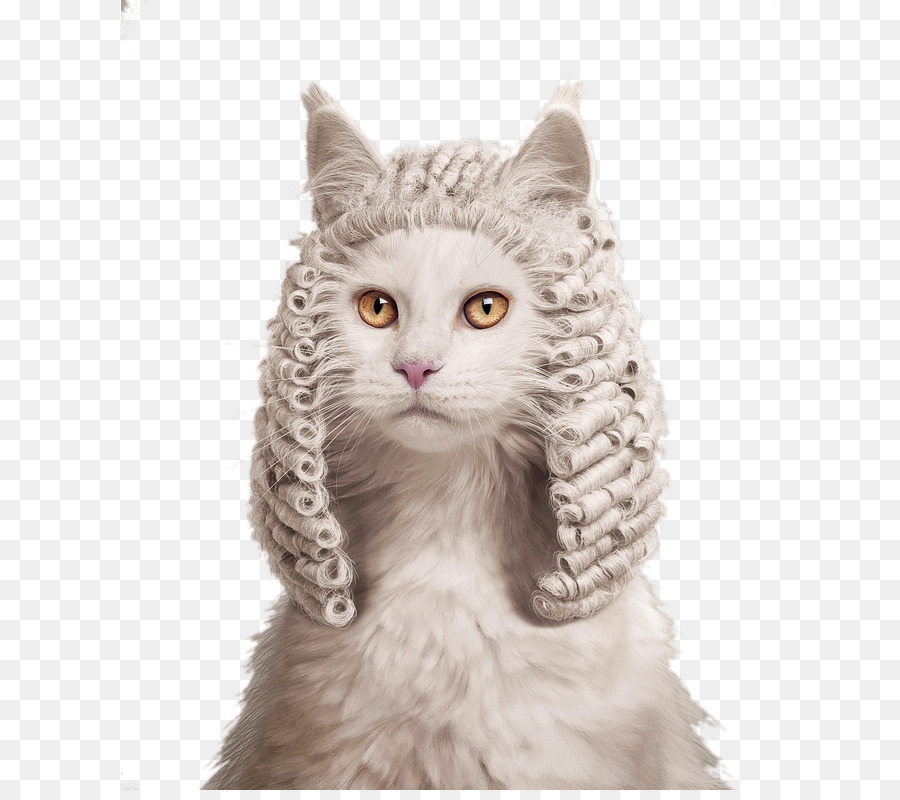 Chat Avec Perruque，Blanc PNG