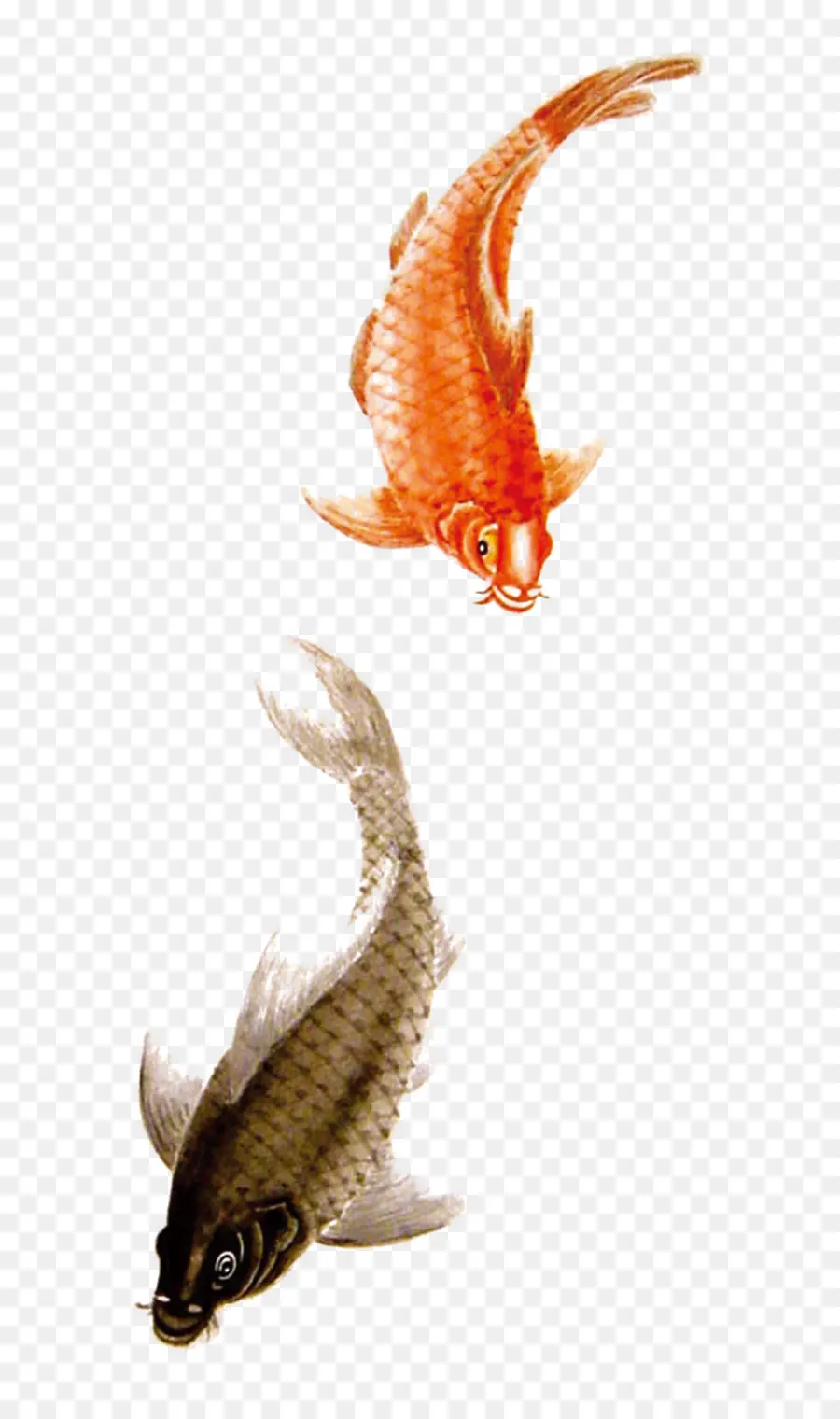 Poisson Koi，Poisson PNG