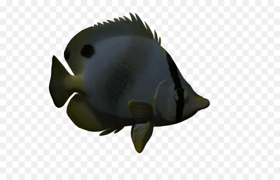 Poisson，Aquatique PNG