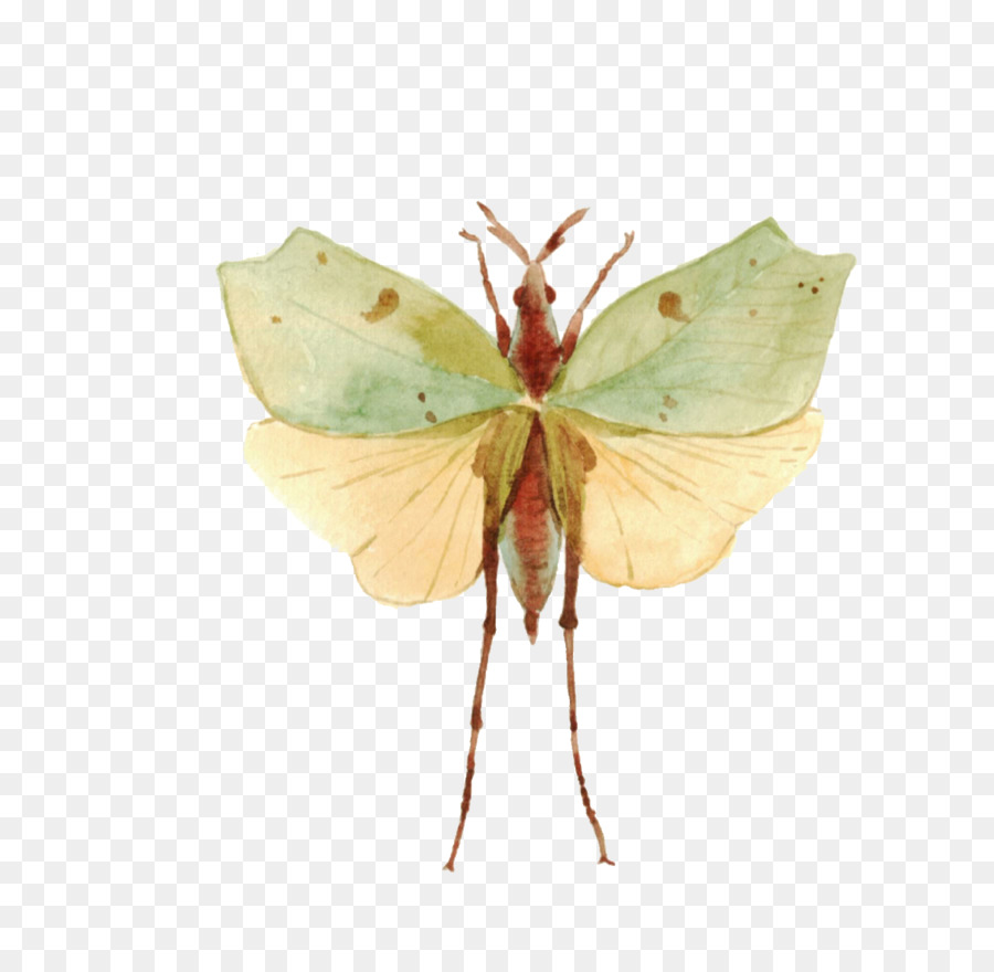 Insecte Vert，Bogue PNG