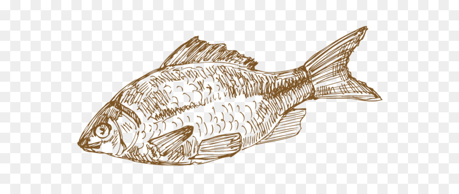 Dessin De Poisson，Esquisser PNG