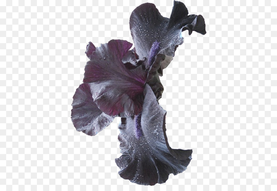 Fleur，Lys PNG