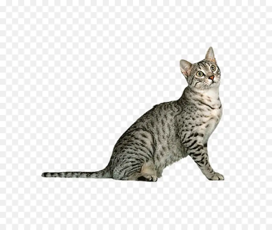 Chat，Animal De Compagnie PNG