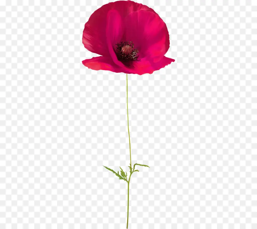 Fleur Rouge，Rouge PNG