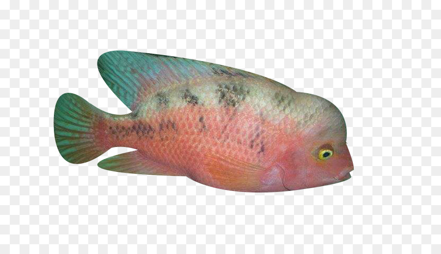 Poisson，Aquatique PNG