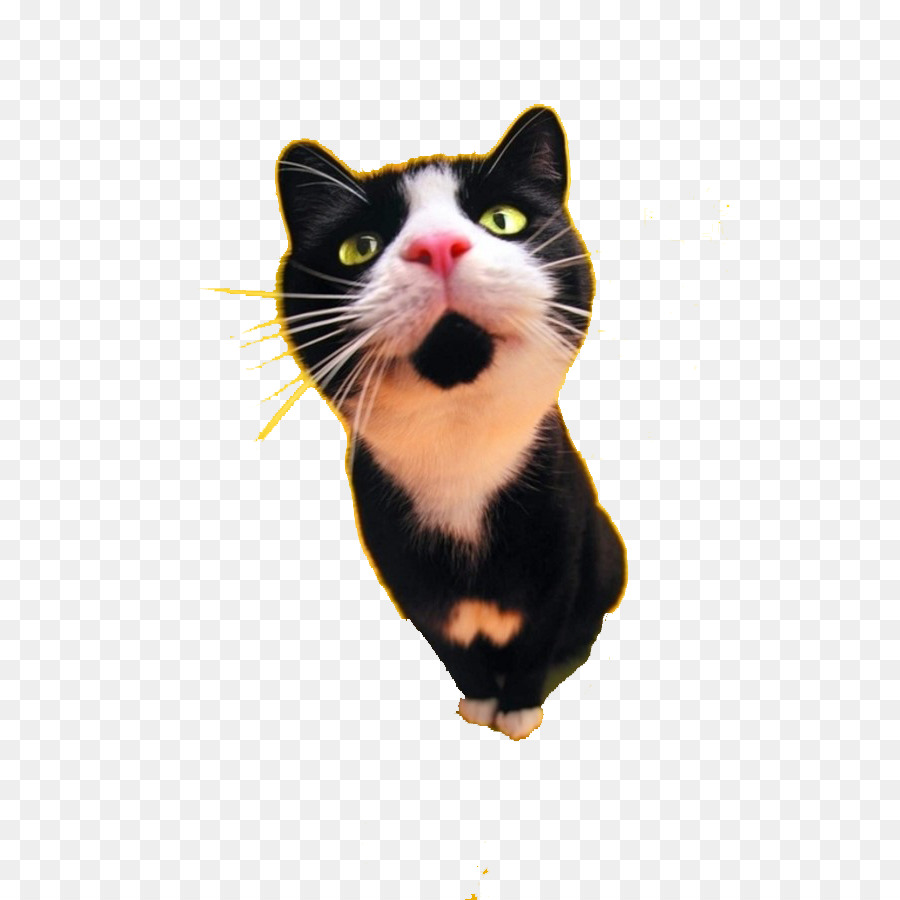 Chat La Nourriture Pour Chat Chien Png Chat La Nourriture Pour Chat Chien Transparentes Png Gratuit