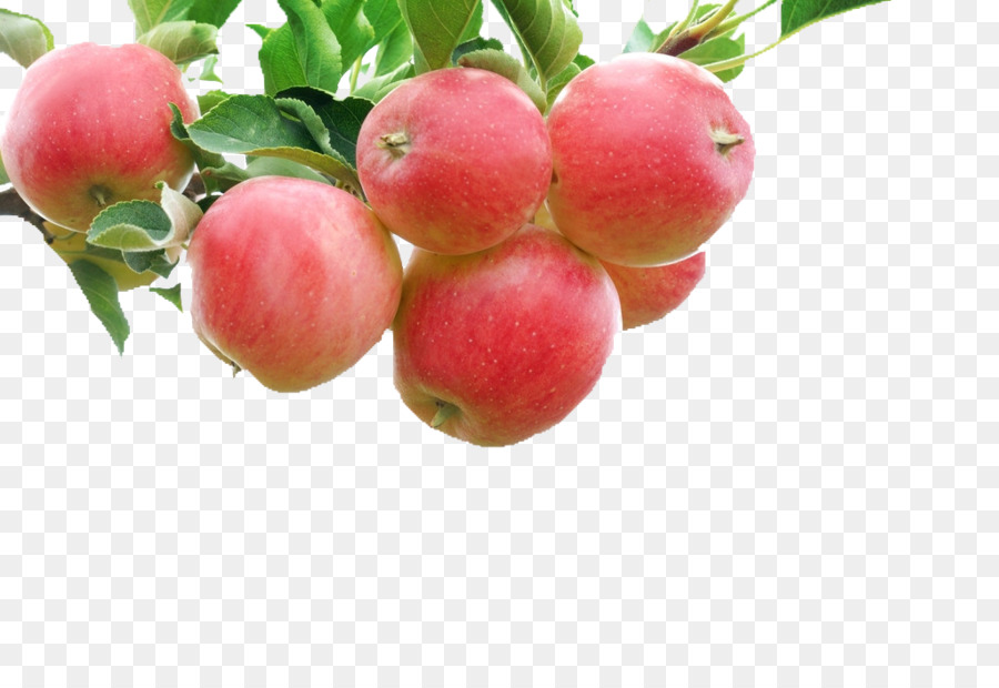 Pommes，Arbre PNG