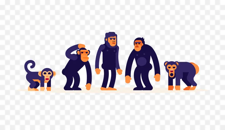 Évolution Des Singes，étapes PNG