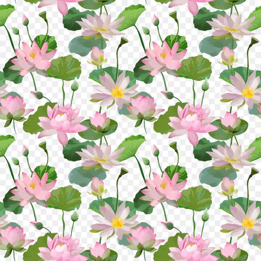 Fleurs De Lotus，Rose PNG