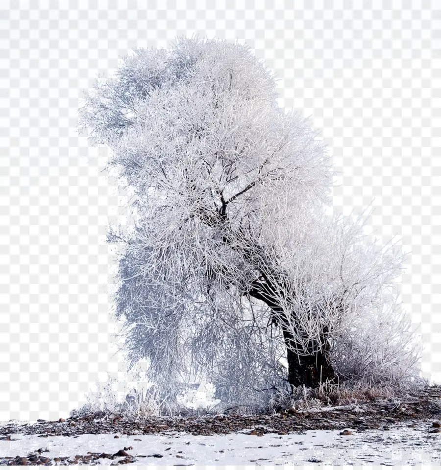 Arbre Enneigé，Hiver PNG