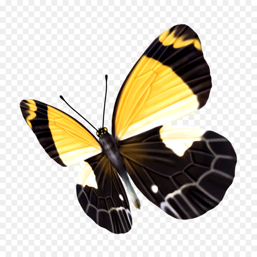 Papillon De Nuit，Papillon PNG