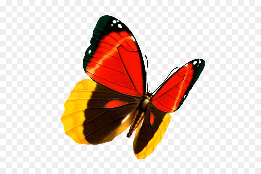 Papillon，Insecte PNG