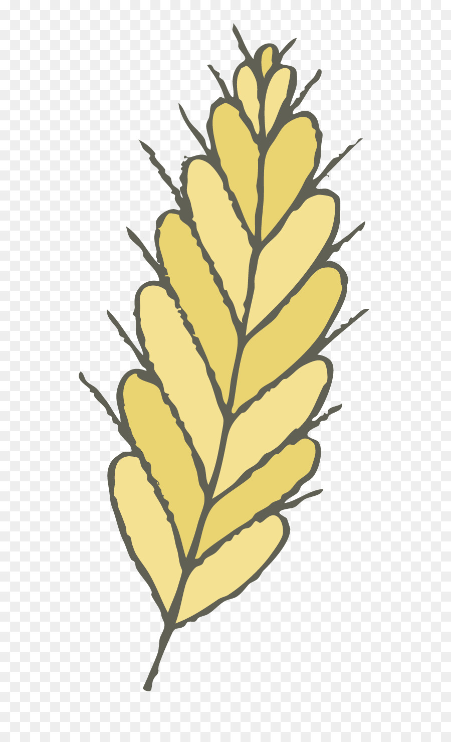 Riz，Oryza Sativa PNG