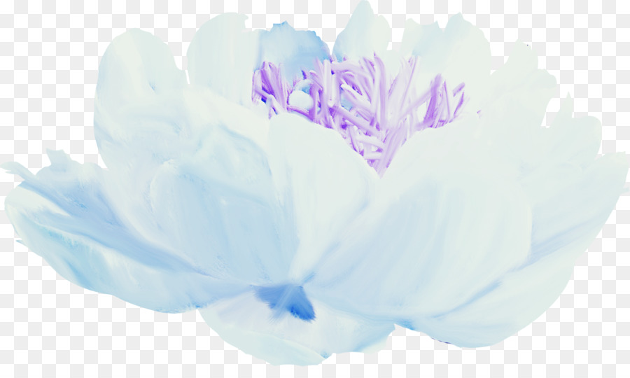 Fleur Blanche，Floraison PNG