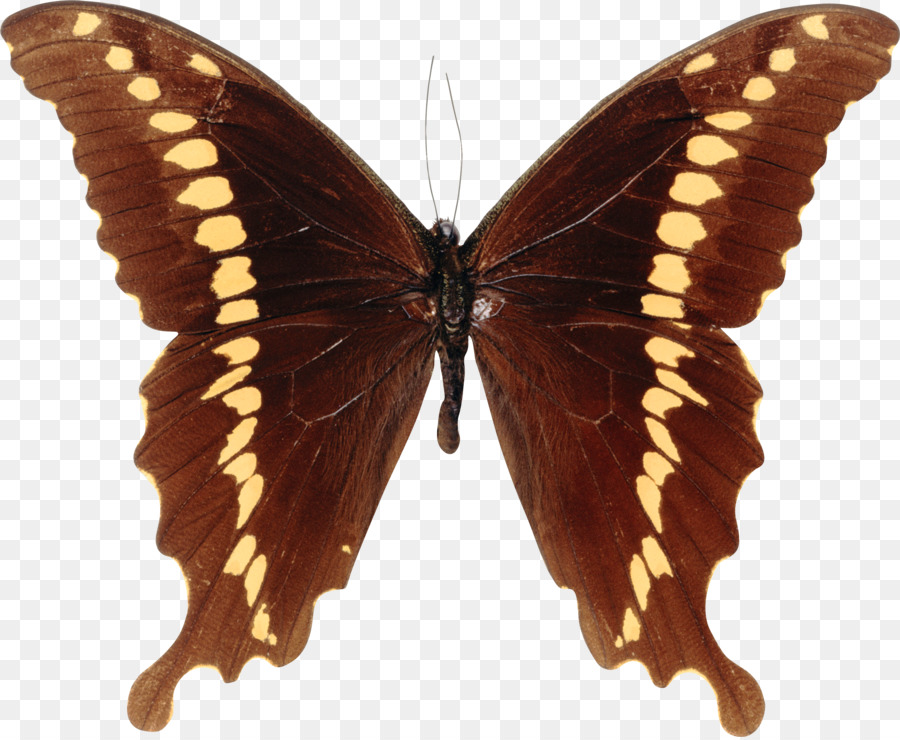 Papillon Noir，Ailes PNG