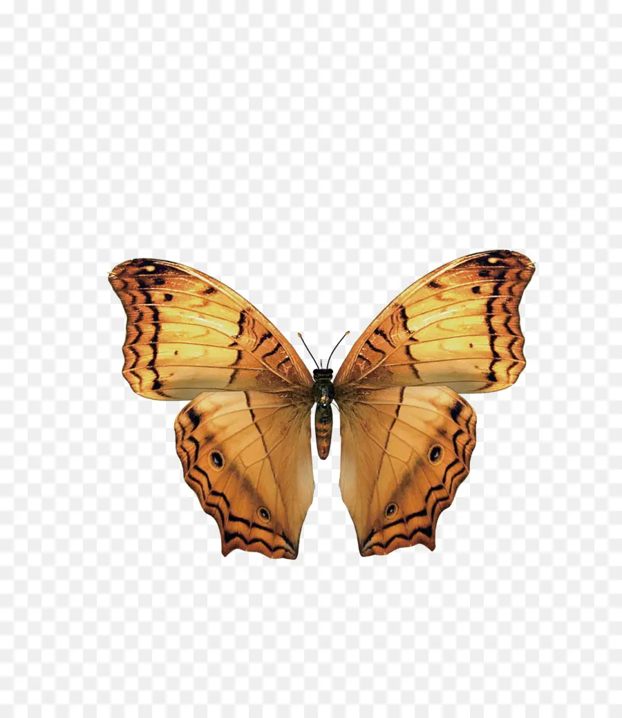 Papillon，Ailes PNG