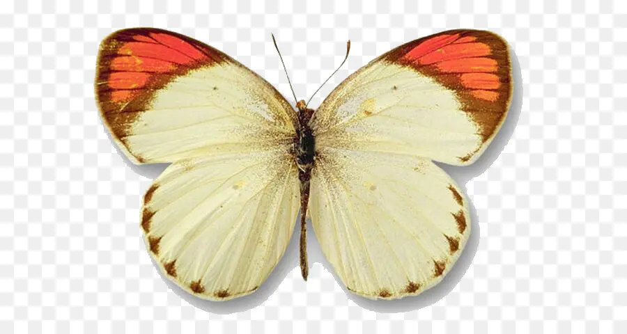 Papillon，Ailes PNG