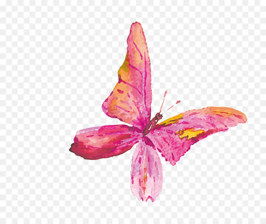 Papillon，De Transparence Et De Translucidité PNG