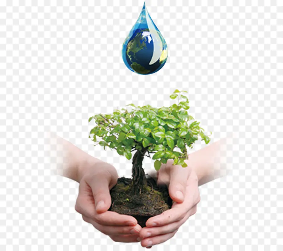 Arbre Et Goutte D'eau，Usine PNG