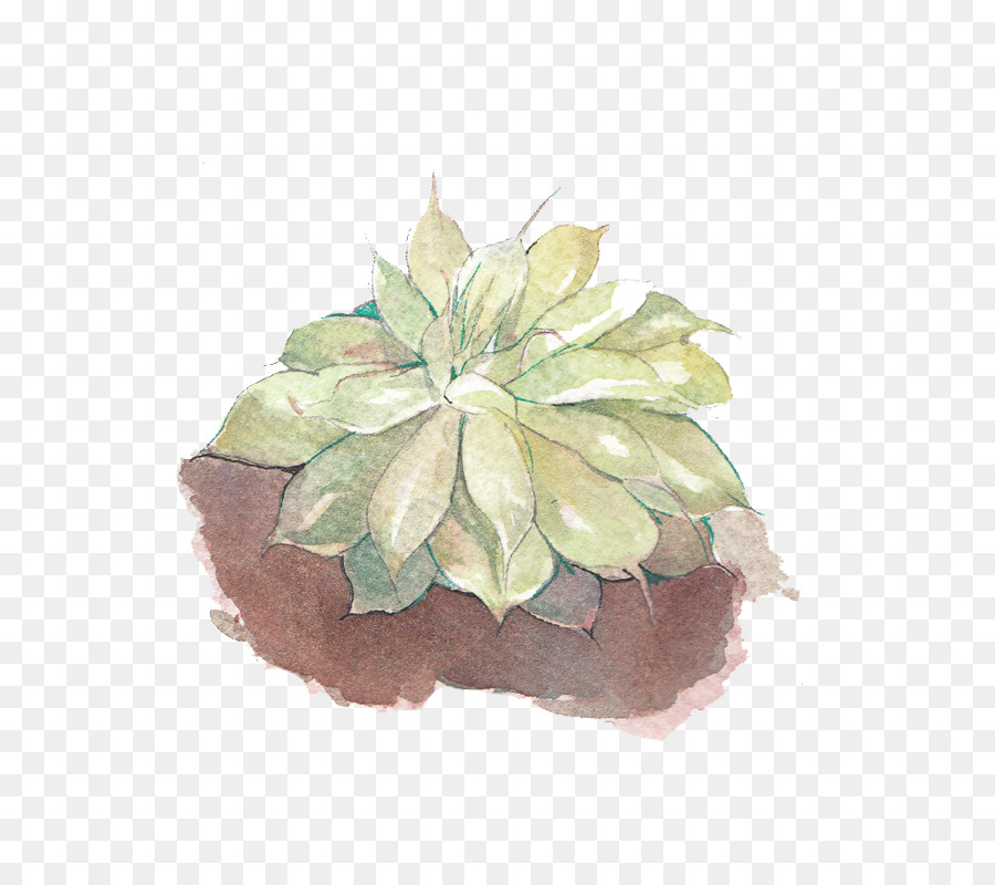 Succulent，Vert PNG