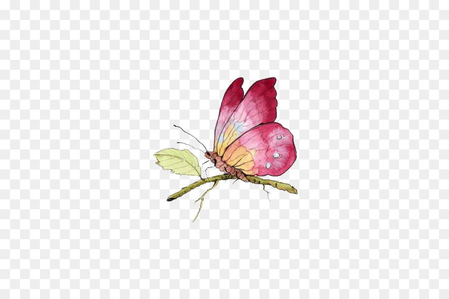 Papillon Rose，Rose PNG