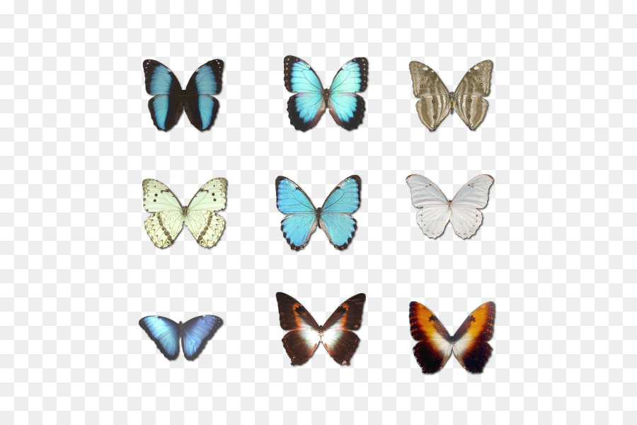 Papillons，Insecte PNG