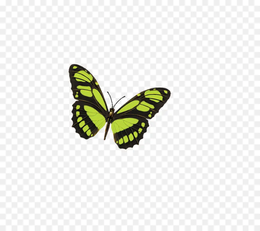 Papillon，Ailes Blanches PNG