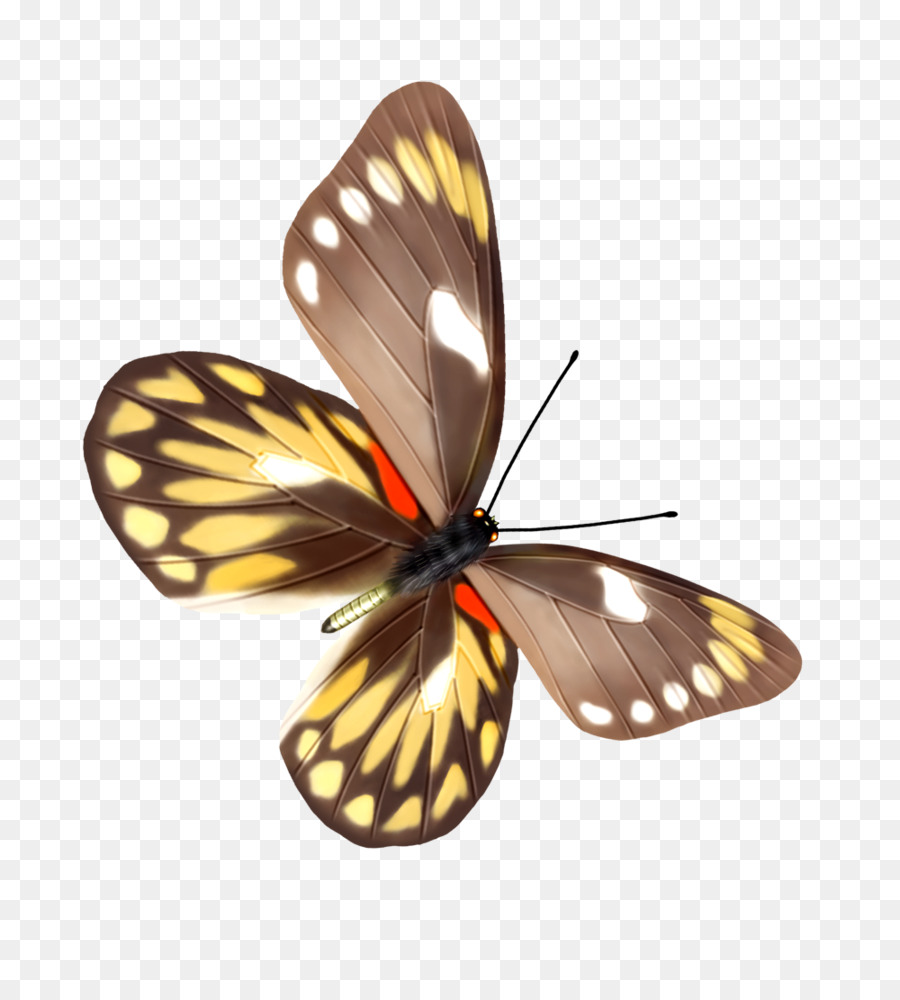 Papillon，Insecte PNG