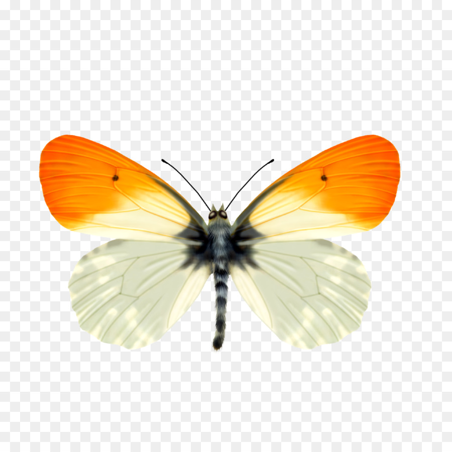 Papillon，Ailes PNG