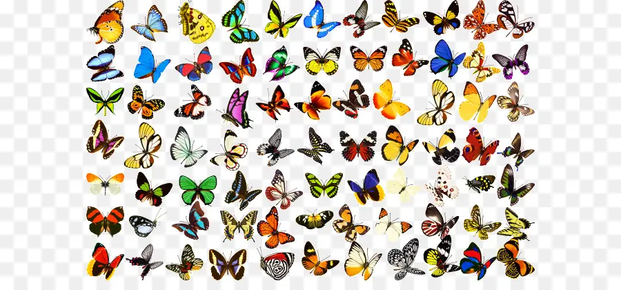 Papillons Colorés，Variété PNG