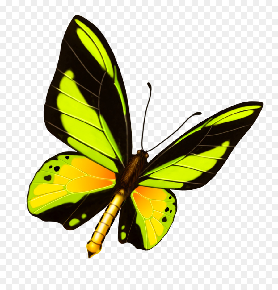 Papillon，Oiseau PNG