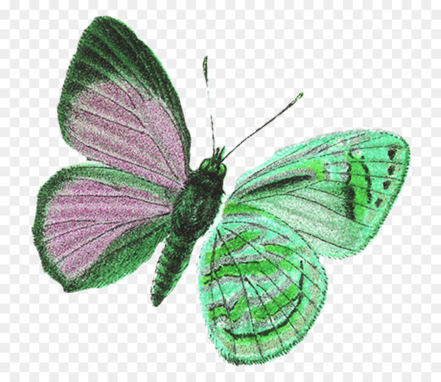 Papillon，Ailes PNG