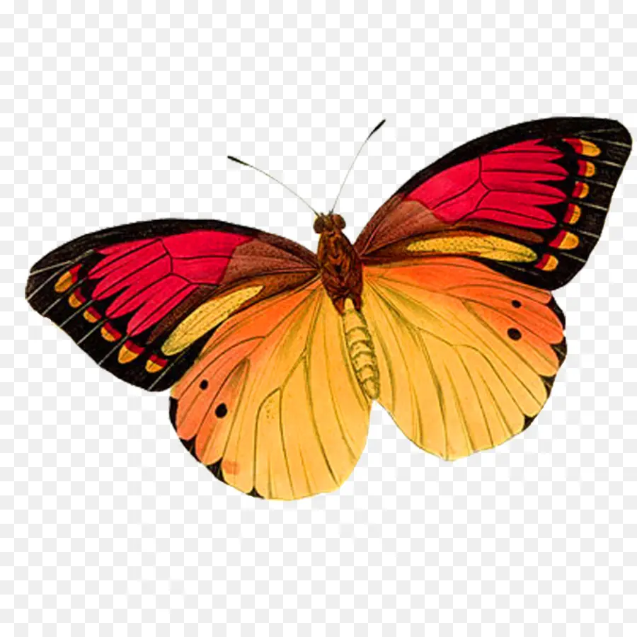 Papillon，Papillon Monarque PNG