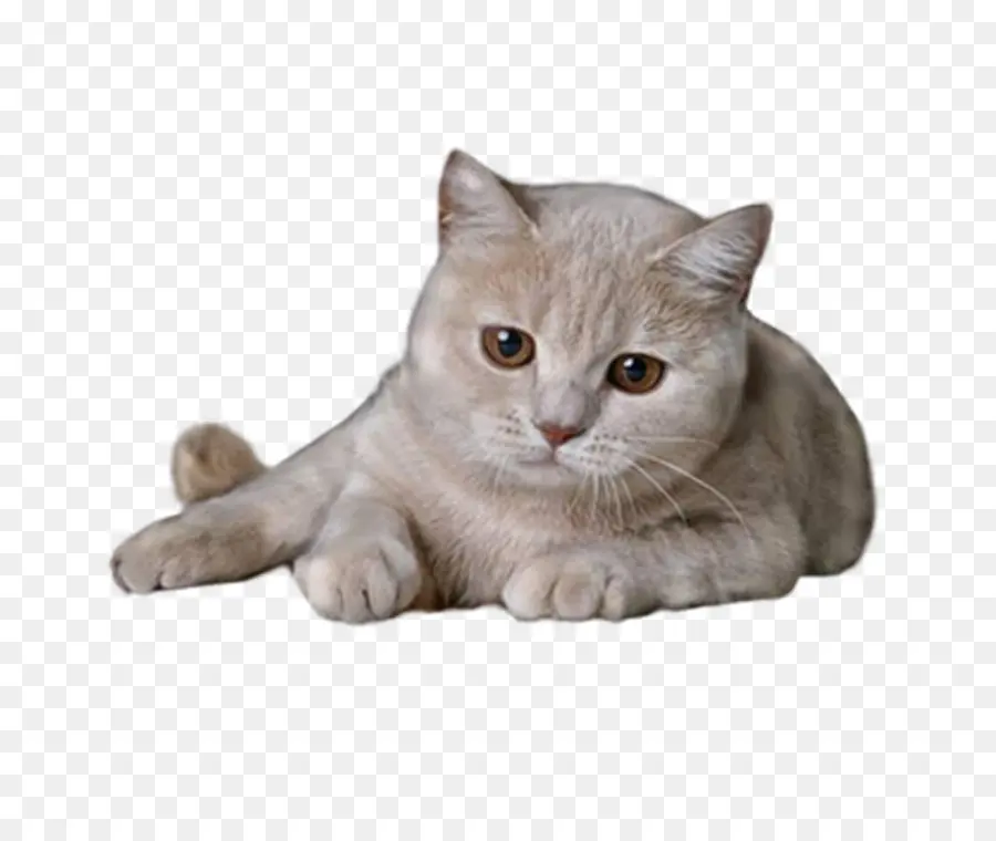 Chat Mignon，Félin PNG