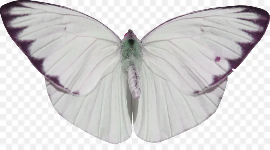 Papillon Blanc，Insecte PNG