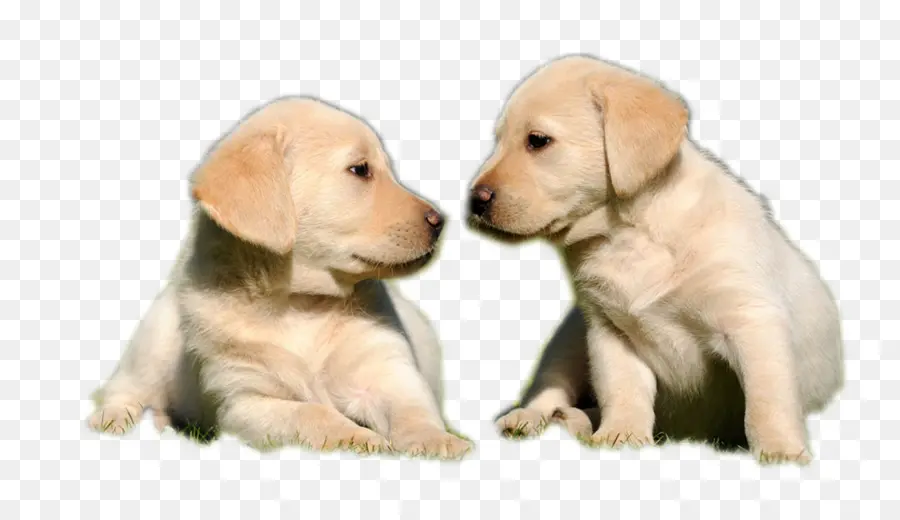 Chiots，Animaux De Compagnie PNG