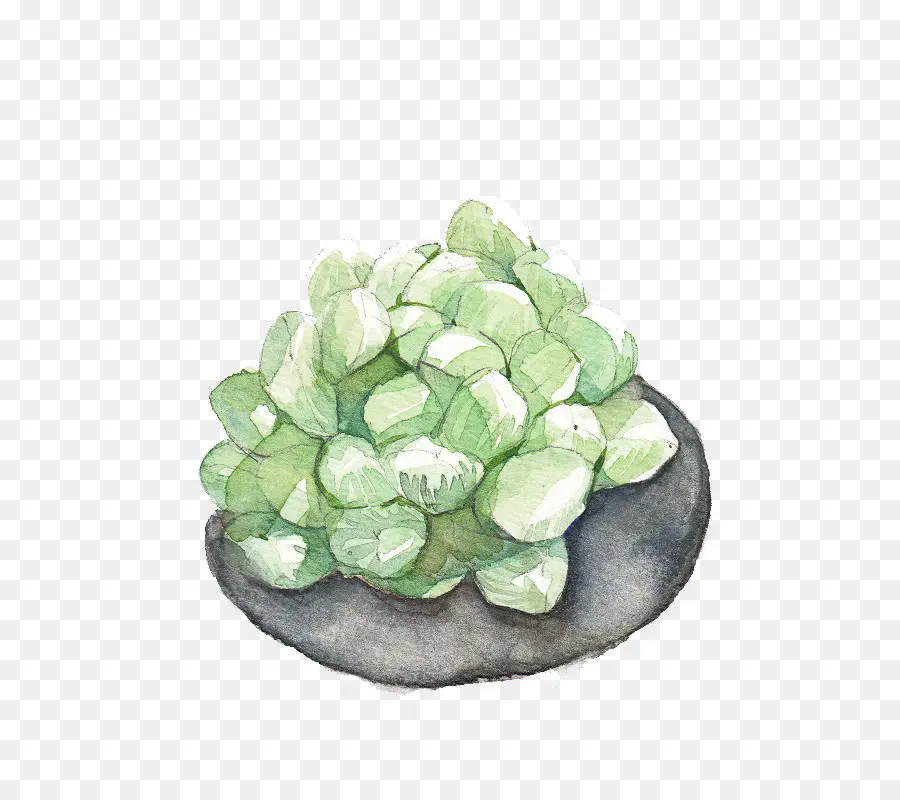 Plante Succulente，Vert PNG