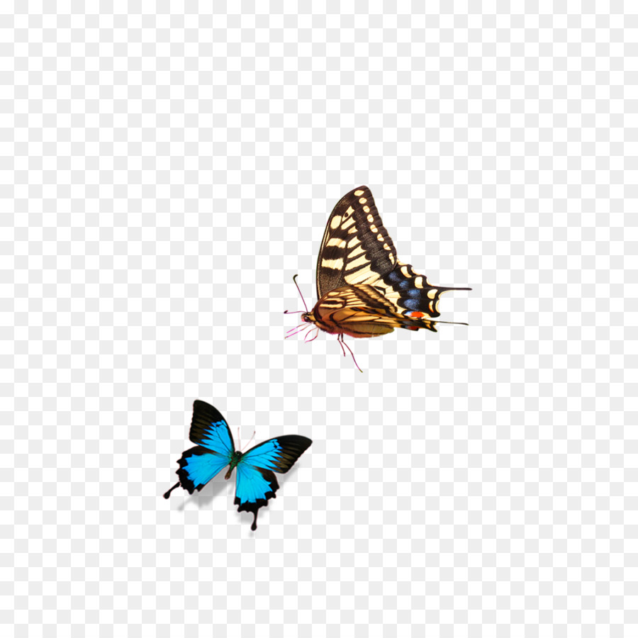 Papillons，Ailes PNG